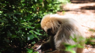 Single long haired monkey eating food found in natural habitat. Sitting on ground in forest. Animals in Safari park, South Africa