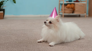 Handheld shot of cute fluffy white Pomeranian wearing shiny pink party hat lounging on carpet in stylish pastel blue room