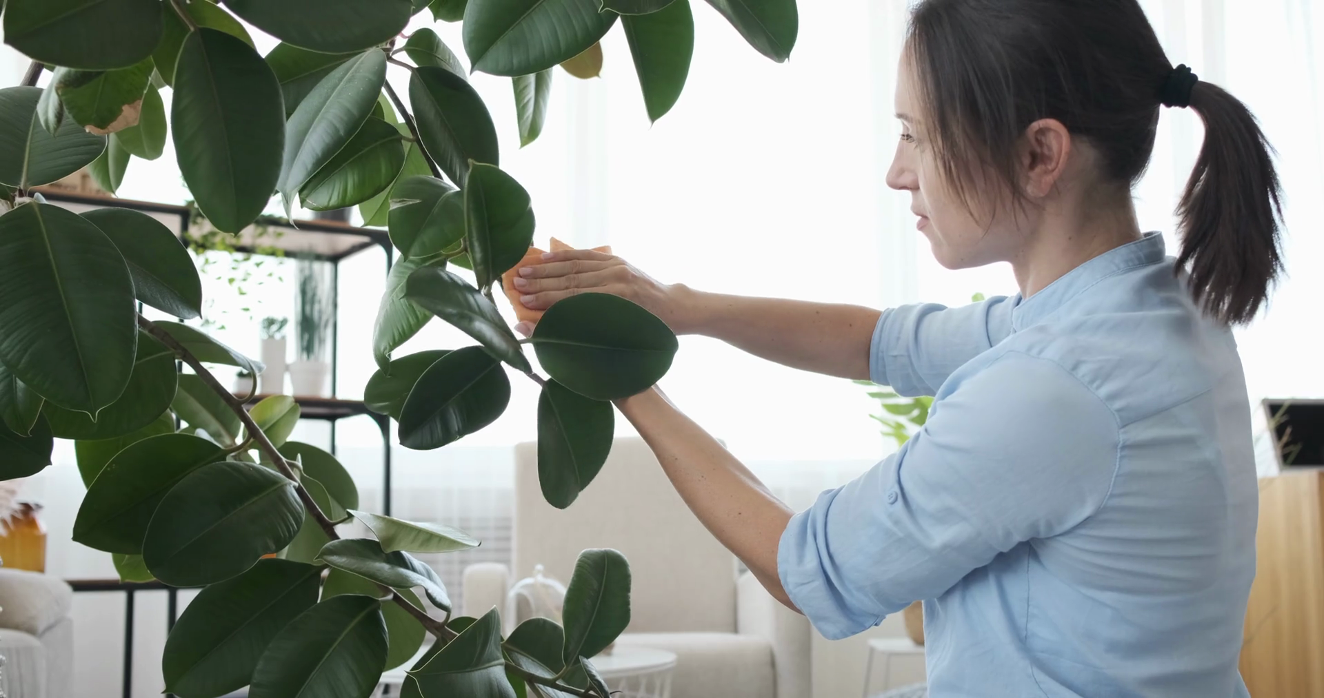 Woman Cleaning Plants At Home Stock Footage SBV337333437 Storyblocks