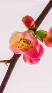 Crabapple fruit flower blossoming on black vertical timelapse