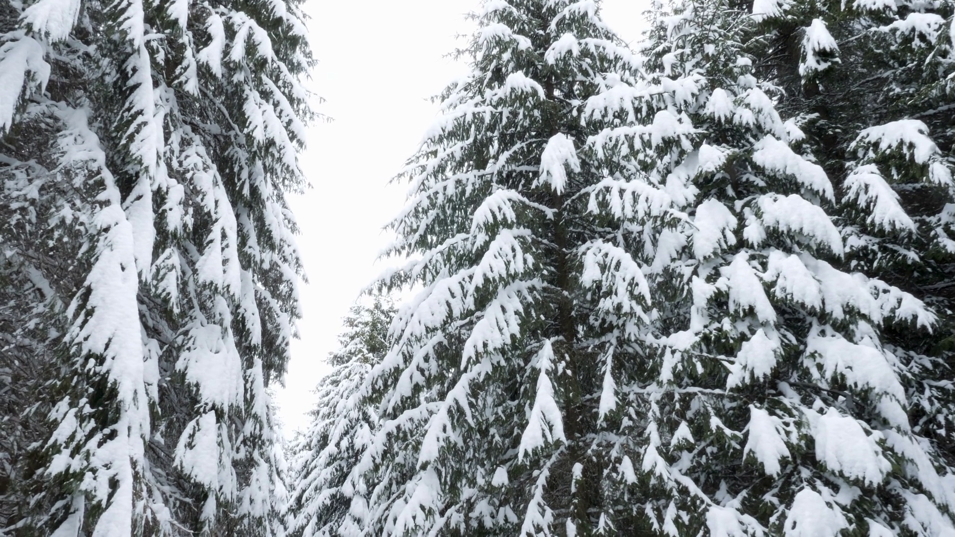 Walking Through Pine Trees In Winter Covered With Snow Stock Video Footage Storyblocks