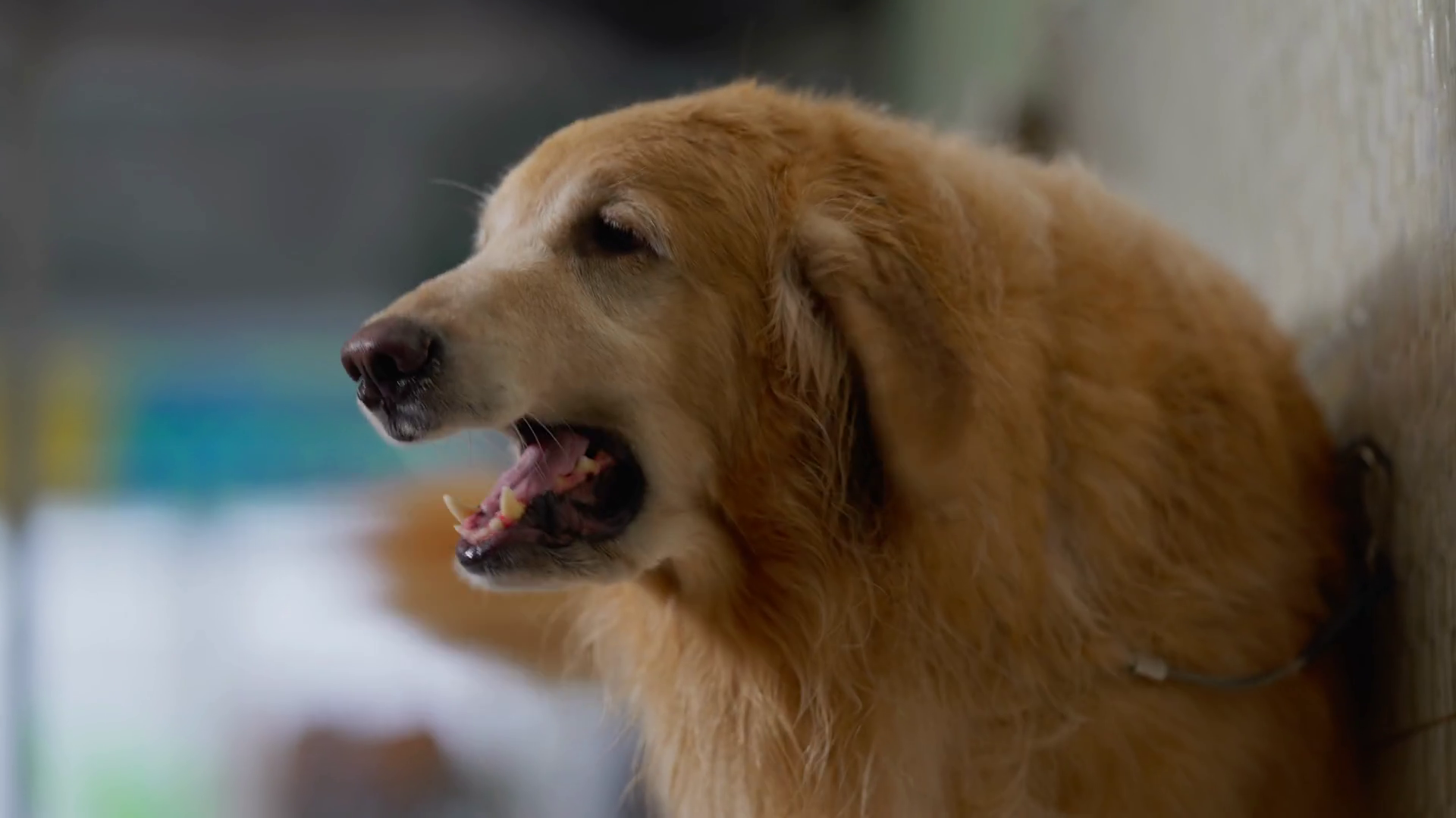 Vocal Alert Upset Golden Retriever Barks Stock Footage SBV348392986