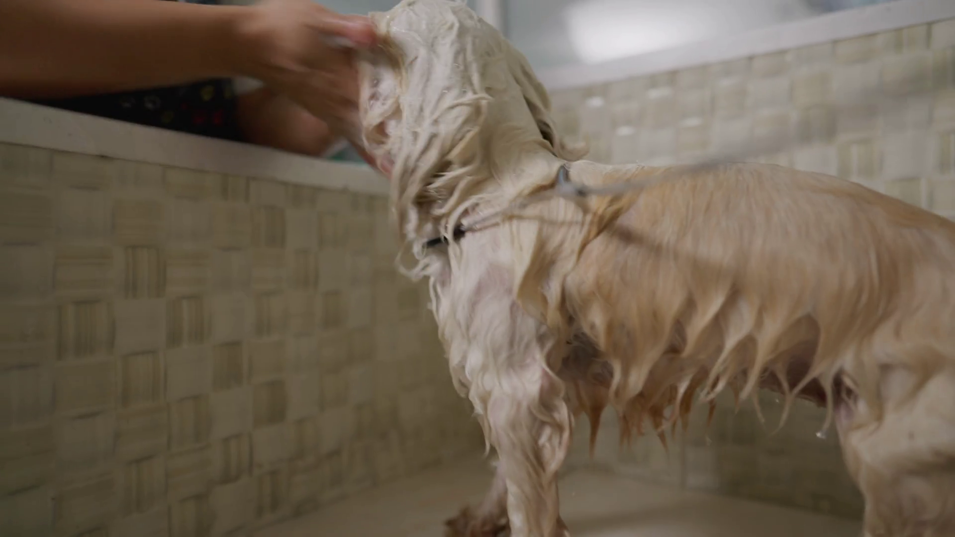 Dedicated Canine Care Pet Shop Employee Stock Footage SBV348393979