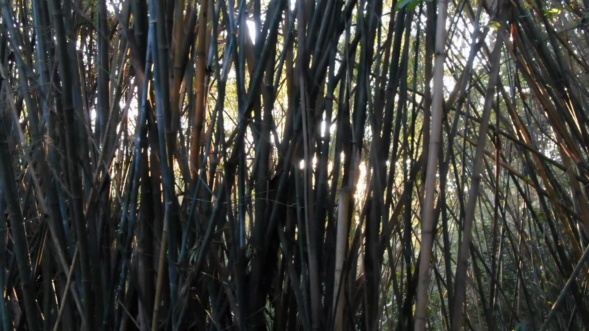 Sun Flare Shining Through Treees 2 Stock Footage SBV-348483548 ...