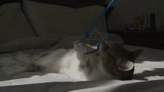 Silly cat playing with blue string on bed