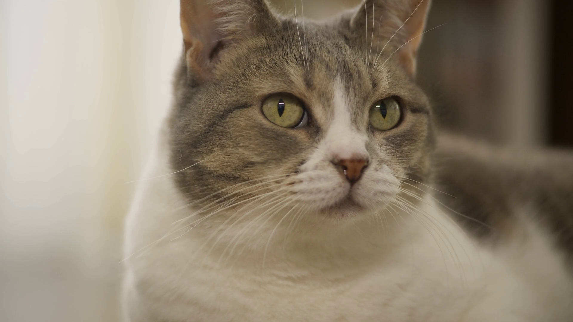 Close-up Portrait Of Alert Domestic Cat Stock Footage SBV-352918173 ...