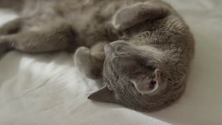 Grey cat sleeping peacefully on bed