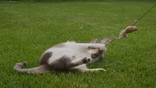 Playful Cat Chasing Toy Mouse Outdoors