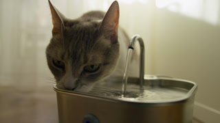 Close Up Cat Drinking From Fountain