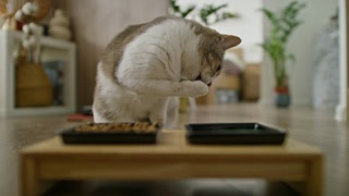 Cat Playing with Food Bowl at Home