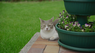 Domestic Cat Resting Beside Garden Flower Pots