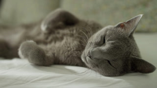 Sleepy Gray Cat Resting on Soft Bed