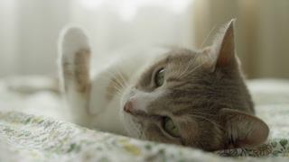 Relaxed Cat Lying on Bed Looking Up