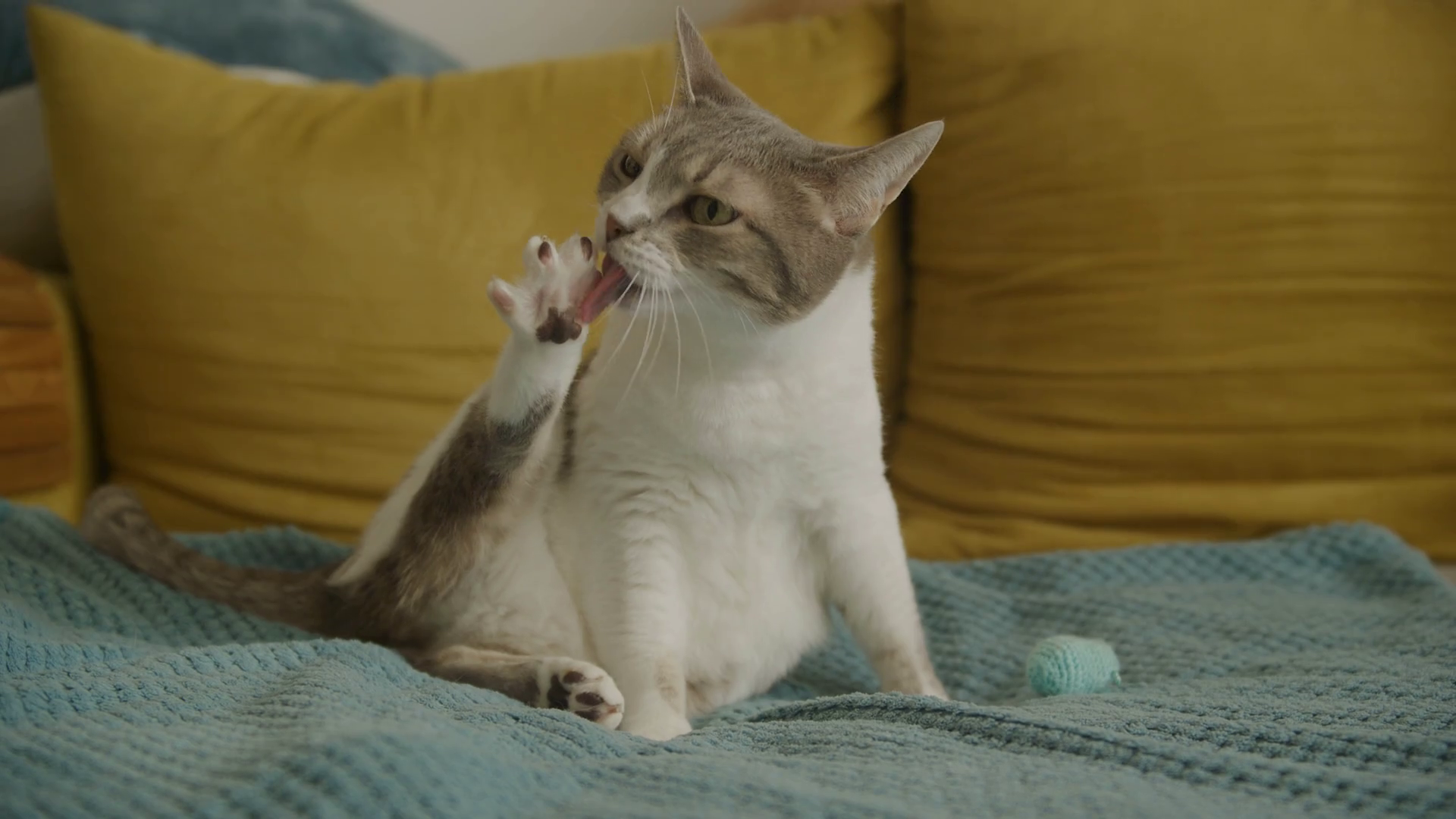 Tabby White Domestic Cat Cleaning Claws On Stock Footage SBV-348479798 ... - Tabby Cat Claw Maintenance Products