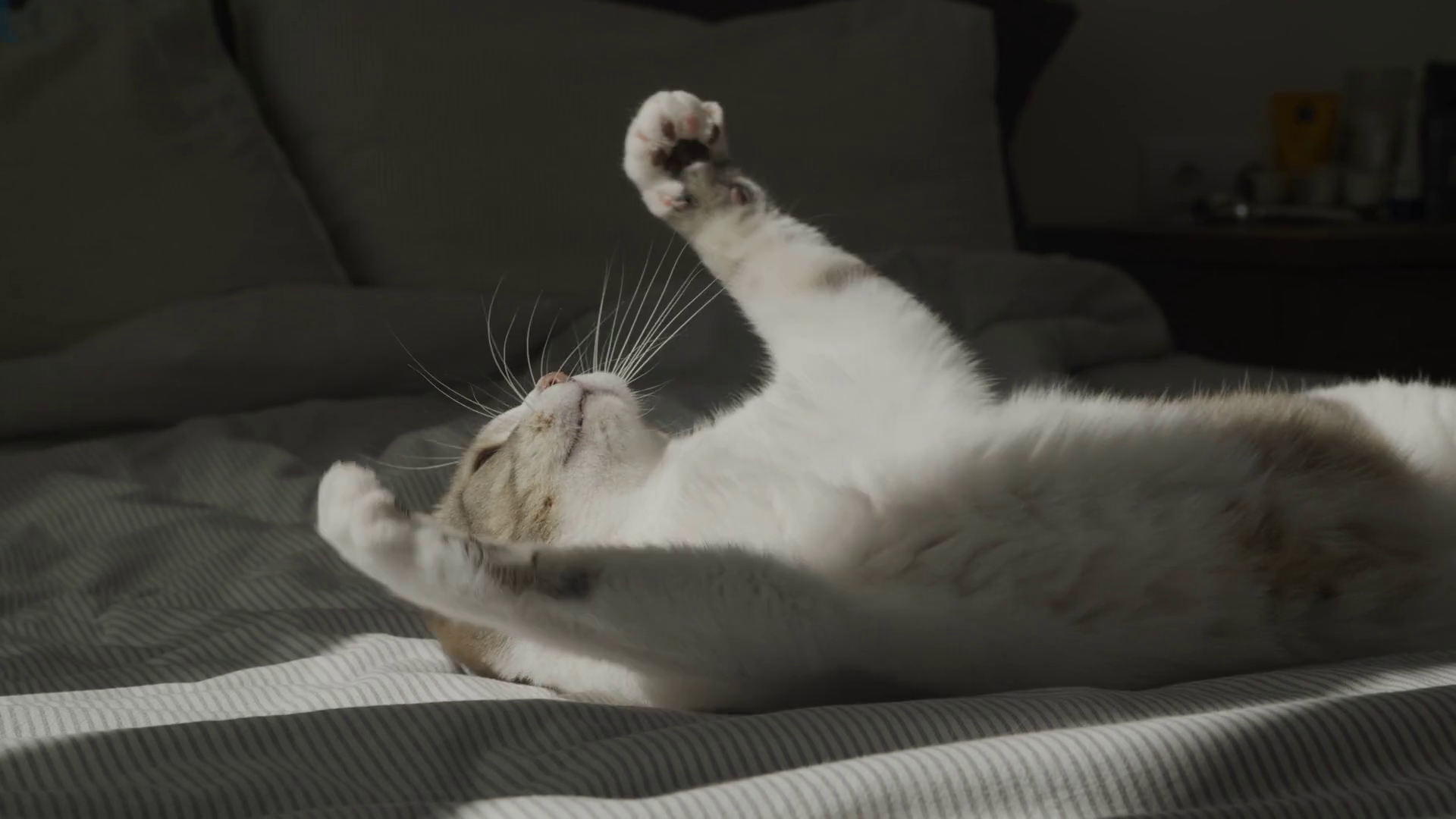Cute Tabby Domestic Cat Playing On Bed In Stock Footage SBV348228321