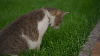 Close up of a white tabby domestic cat preparing to attack the grass on the wind
