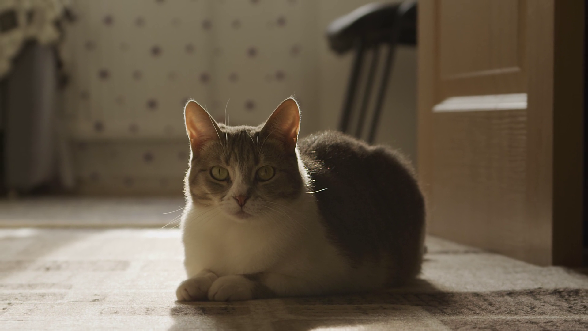 Optical zoom out from a cat staring straight into the camera in a ray