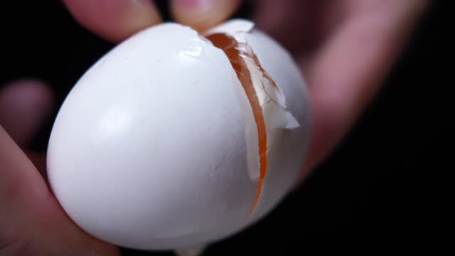 Female Egg Stock Footage: Royalty-Free Video Clips - Storyblocks