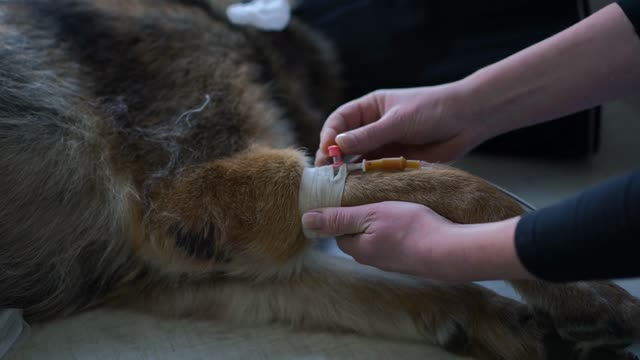Applying Ointment To Dog Stock Footage: Royalty-Free Video Clips ...