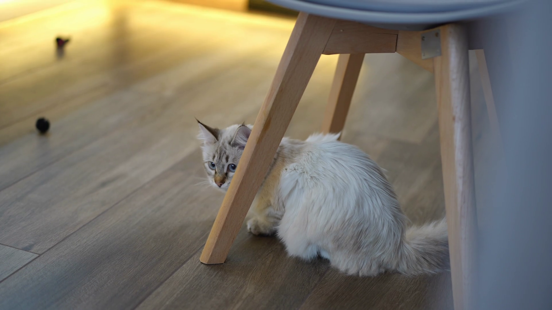 Scared Kitten Hiding Under Chair Sweeping Stock Footage SBV347673519