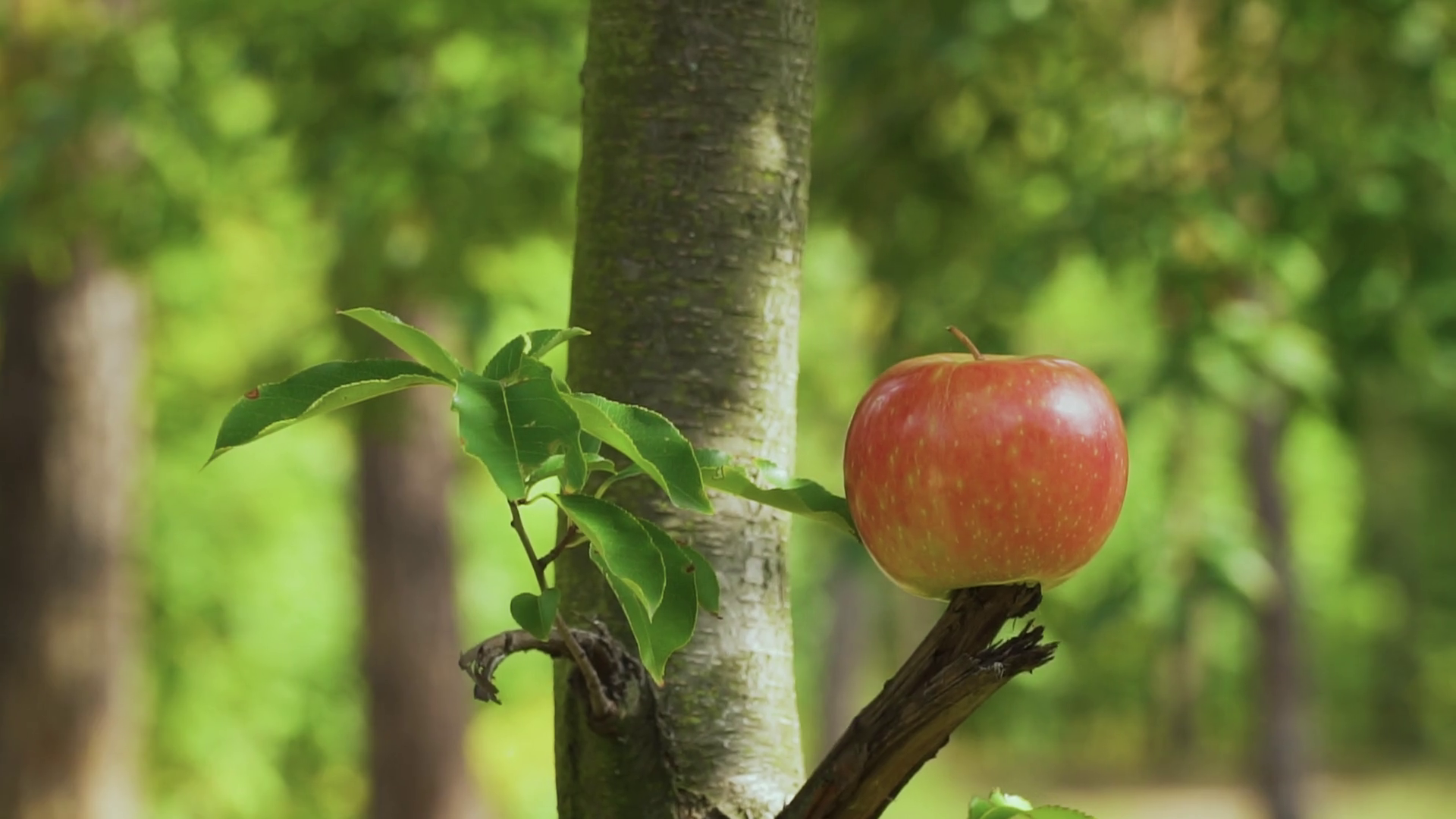 Arrow Hits Apple Stock Footage SBV 328206140 Storyblocks