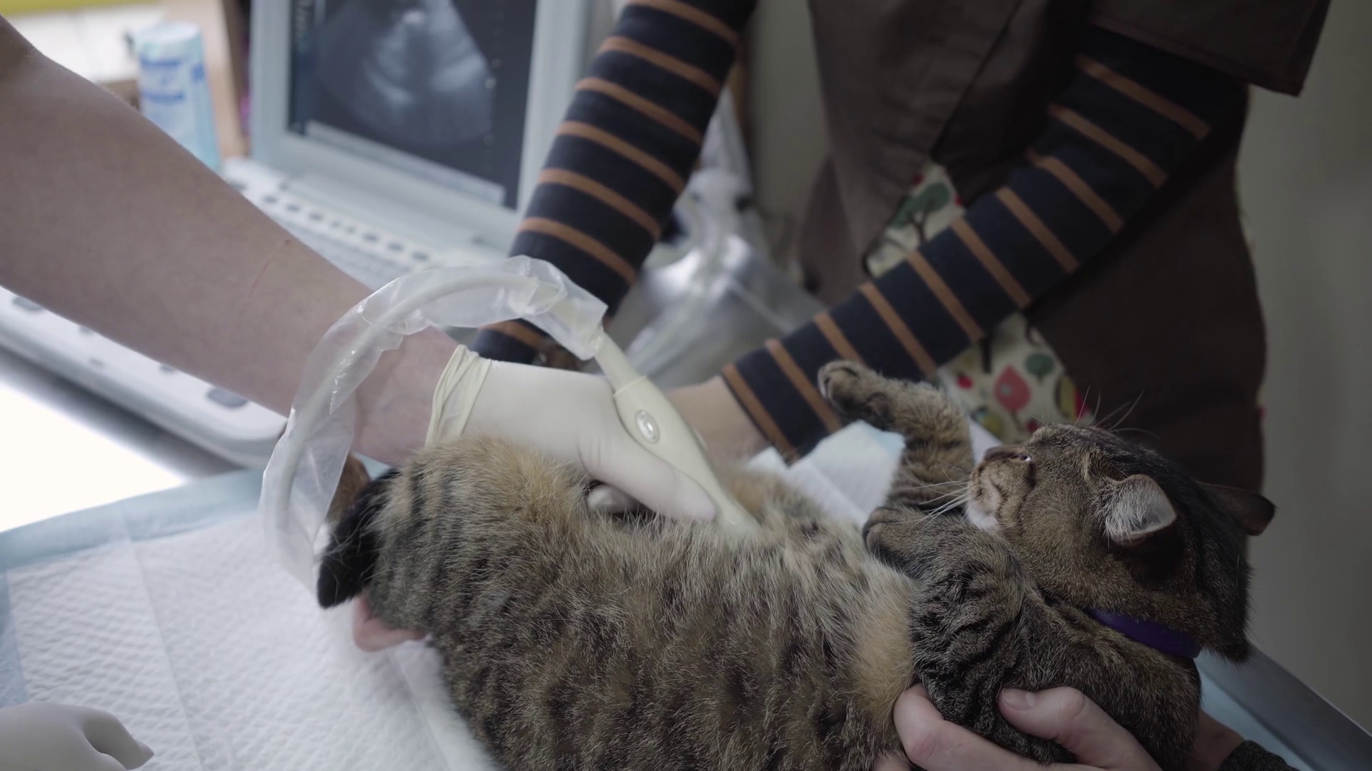 Cat Getting Ultrasound At Vet Clinic Stock Footage SBV334460094