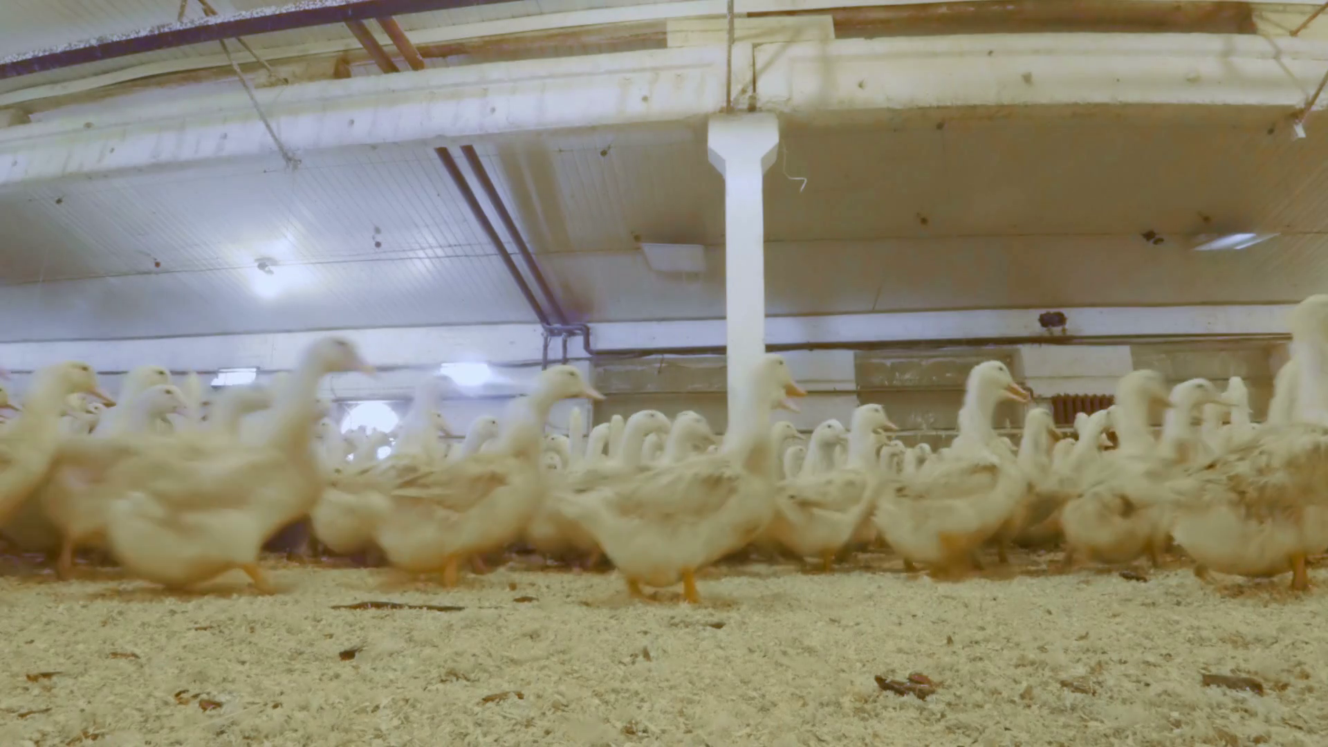 Growing Ducks Meat At Poultry Farm Stock Footage SBV323544996 Storyblocks