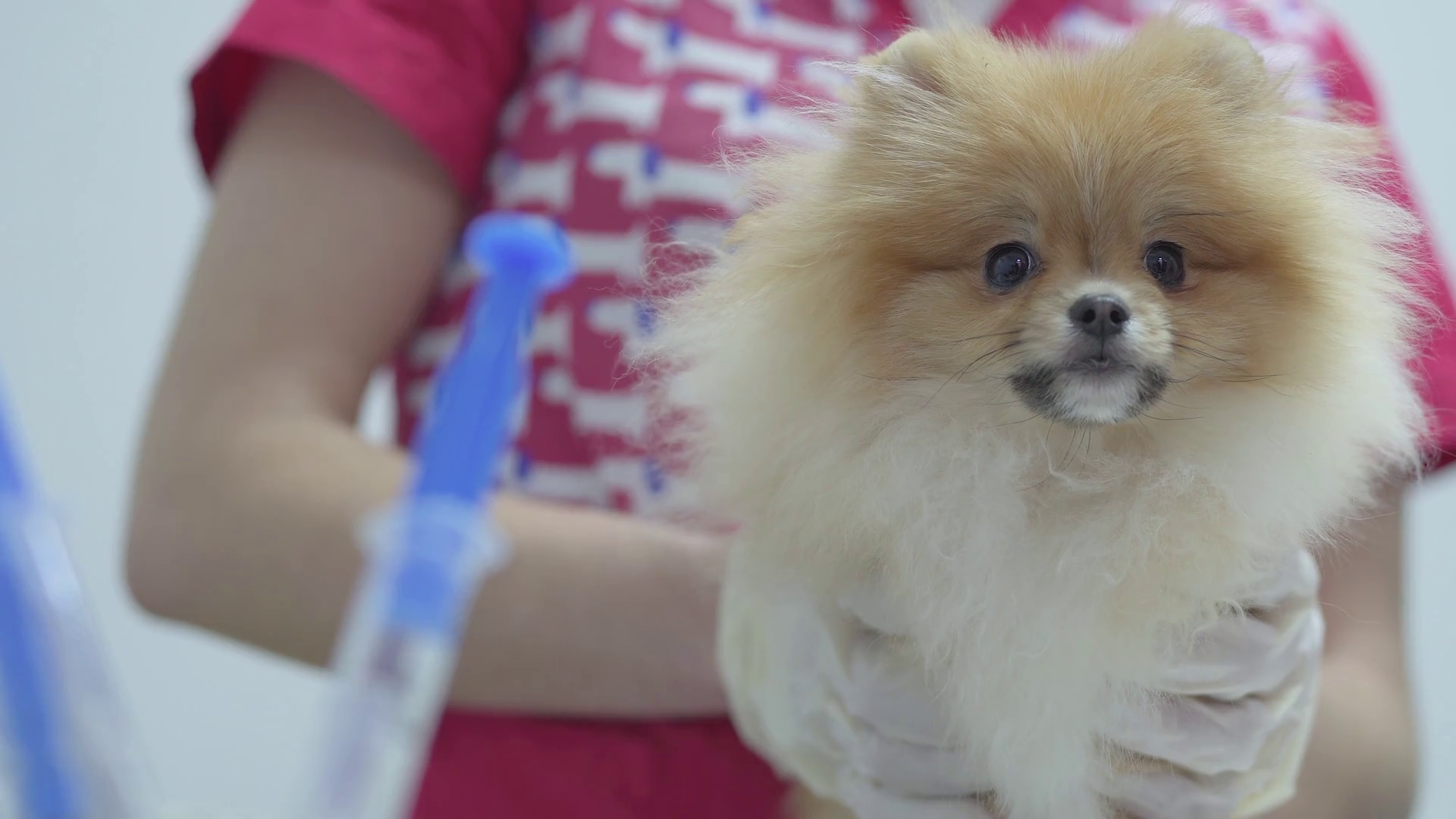 Hands of unrecognizable vet holding small fluffy dog pomeranian spitz