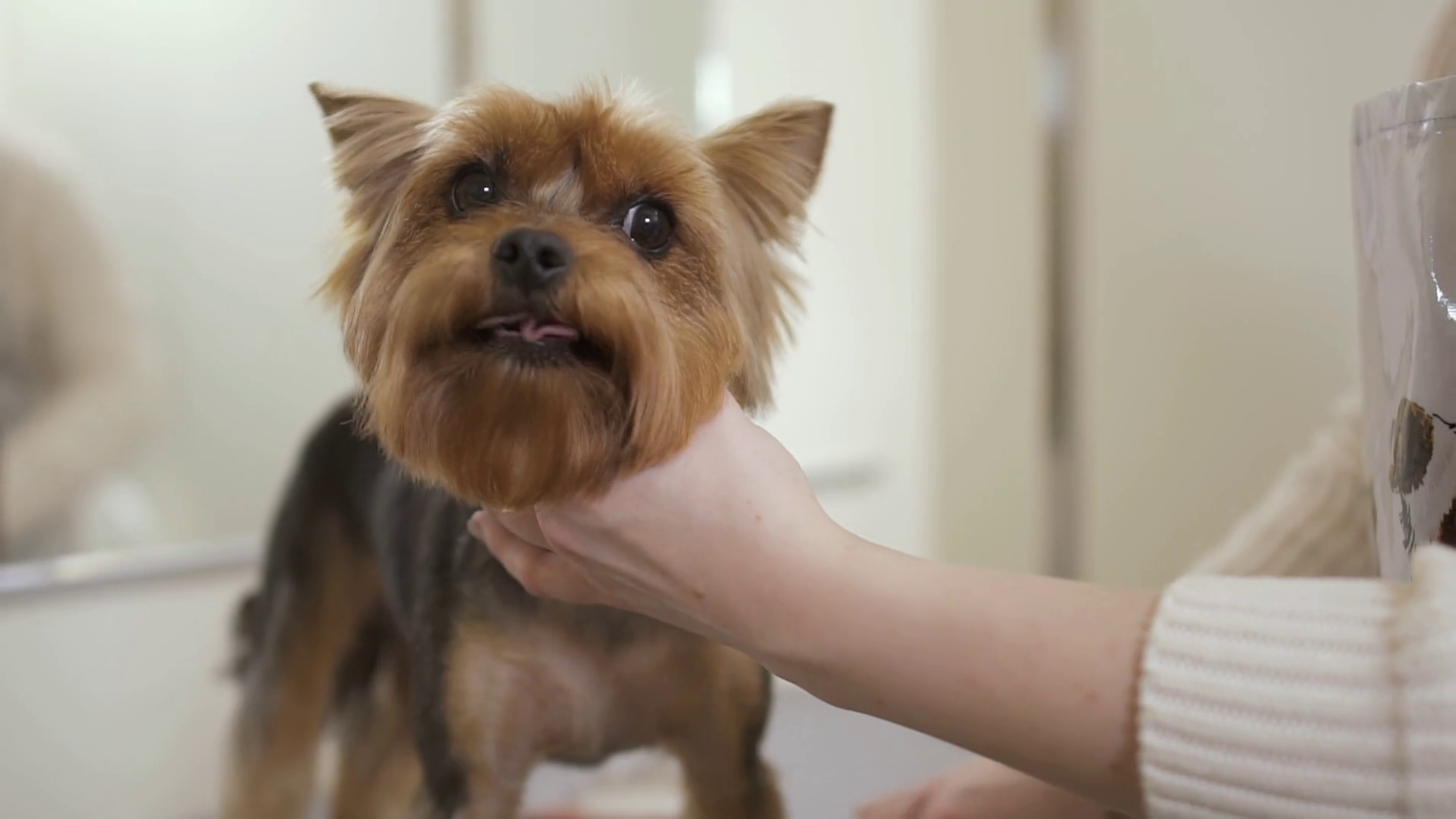 Professional stylist combs yorkshire terrier's fur Stock Video Footage