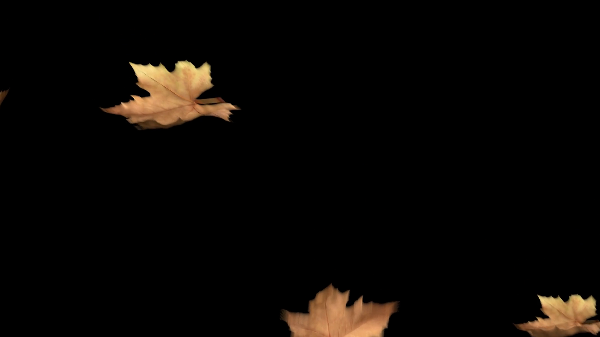 Autumn Leaves Falling Stock Motion Graphics SBV-348678814 - Storyblocks