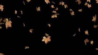 Autumn Leaves Falling