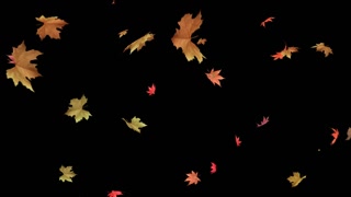 Leaves Falling Autumn Season  is an autumn leaves falling with alpha for overlays on your video or image.