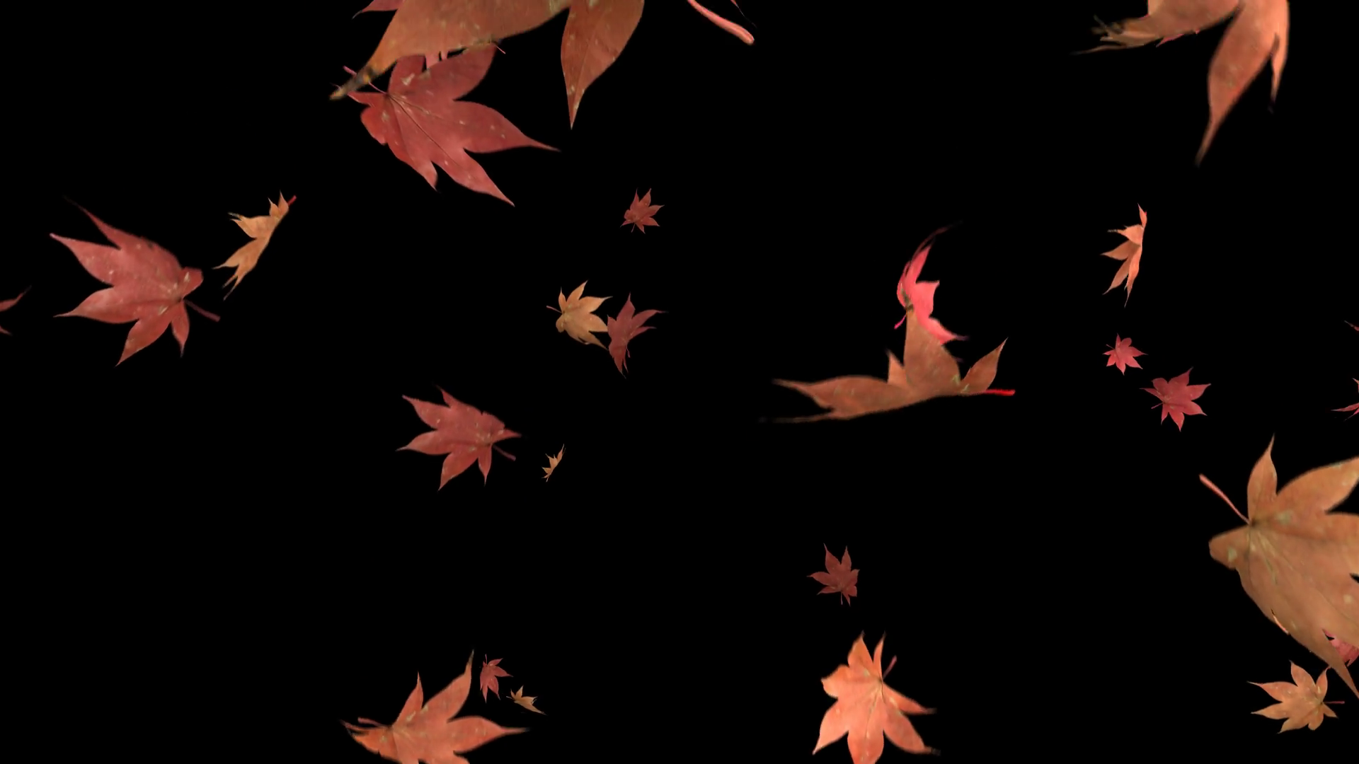 Maple Leaves Falling Falls Clear Scene Work Stock Motion Graphics SBV ...