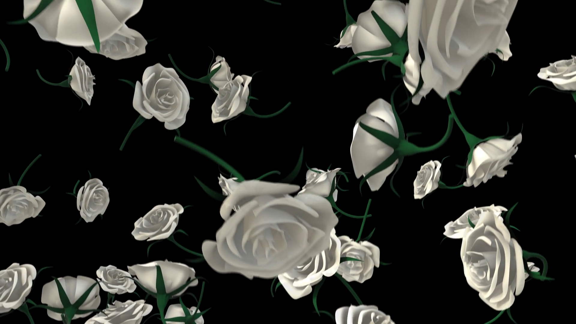 White Falling Roses On Alpha Stock Motion Graphics SBV-351872144 ...