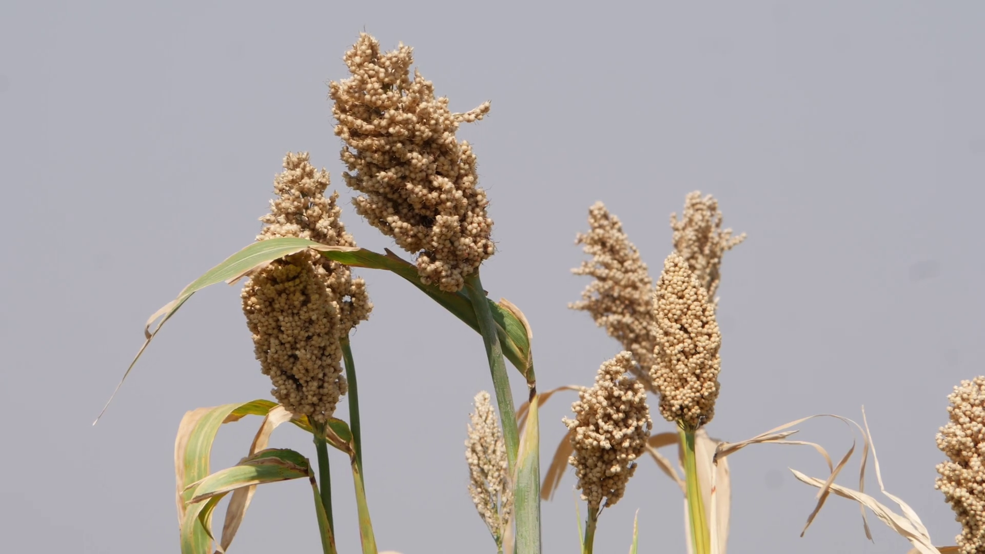 Macro shot of ripe Milo millet crop in a field Stock Video