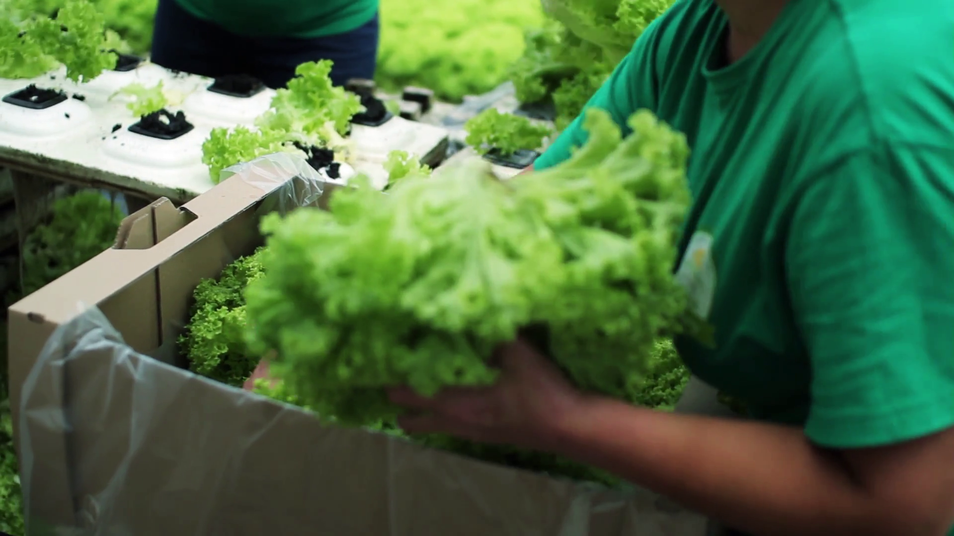 Close Up Of Woman's Hand Puts Lettuce Work Stock Footage SBV329761883