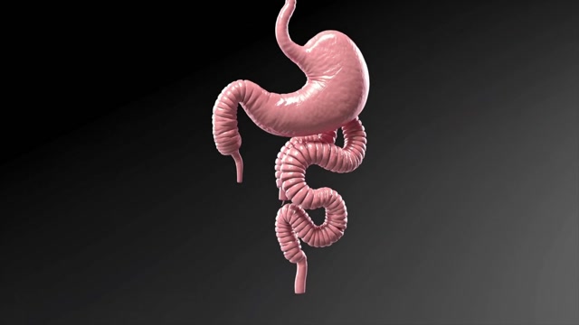 Stomach Animation Stock Footage: Royalty-Free Video Clips - Storyblocks