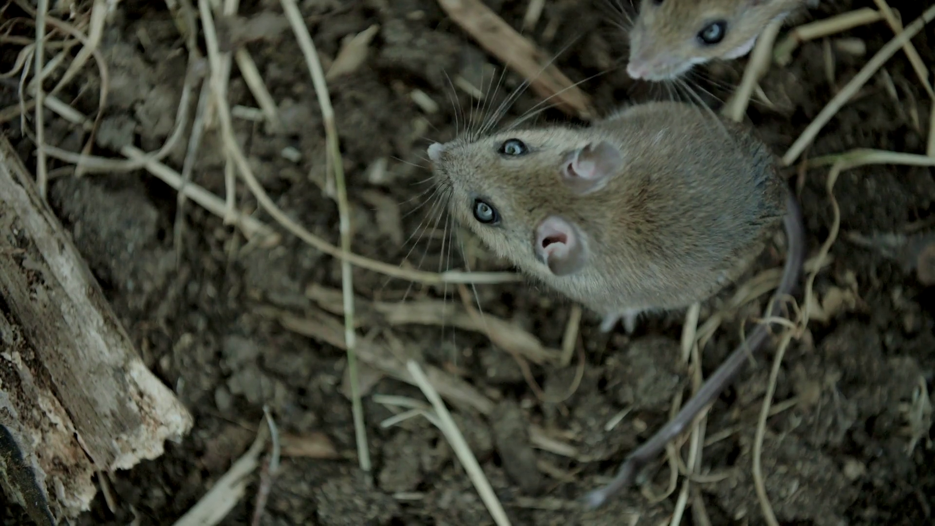 Curious Rats In Habitat Stock Footage SBV-347748443 - Storyblocks