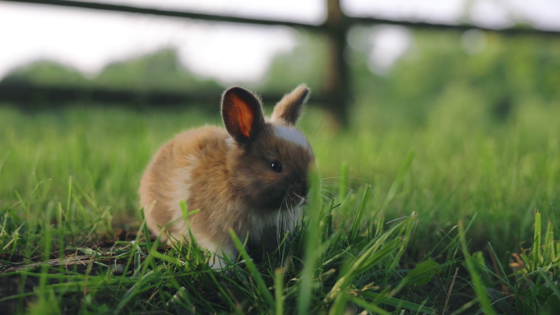 Little Cute Fluffy Baby Rabbit On Green Stock Footage SBV-347790664 ...