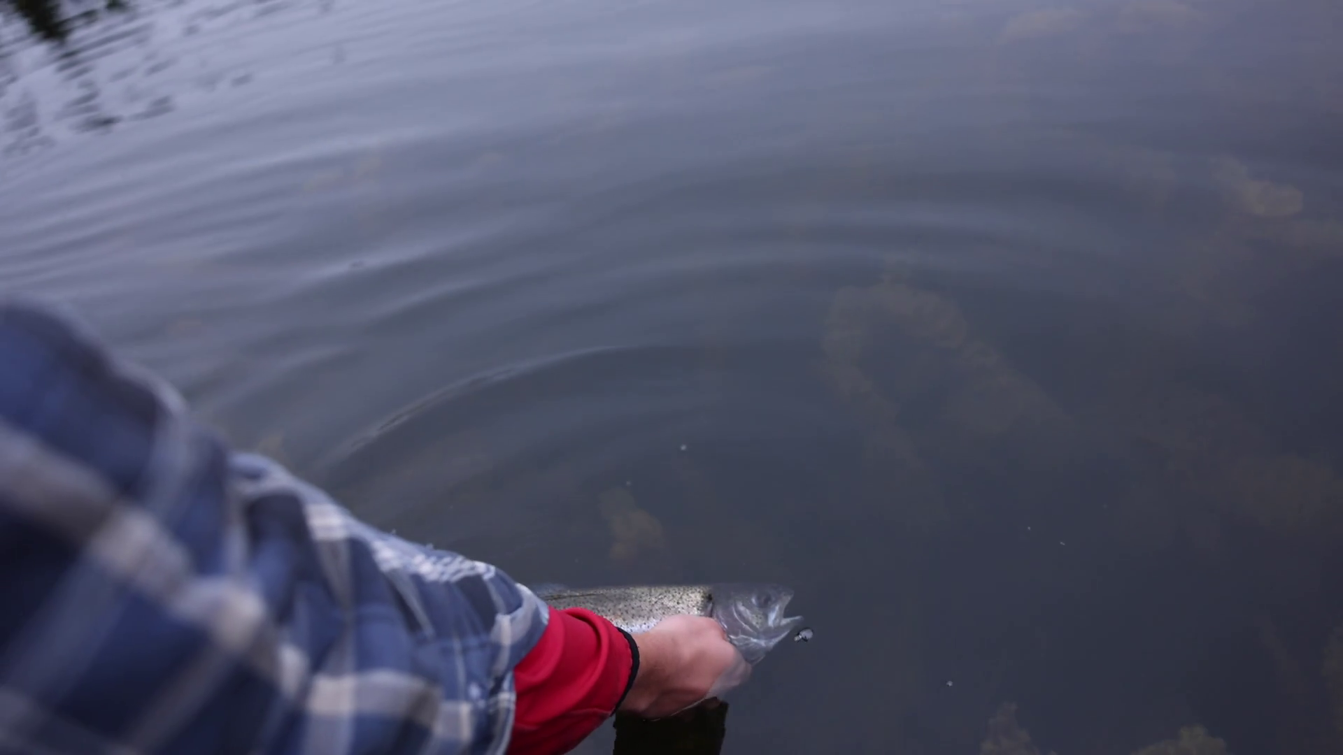 Fisherman Lifting Rainbow Trout Fish From Stock Footage SBV347595954