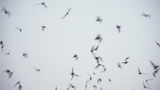 Bats Flying In All Directions 