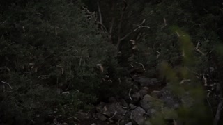 Tornado-Like Spiral of Bats Emerging from Cave at Sunset in Dark Forest
