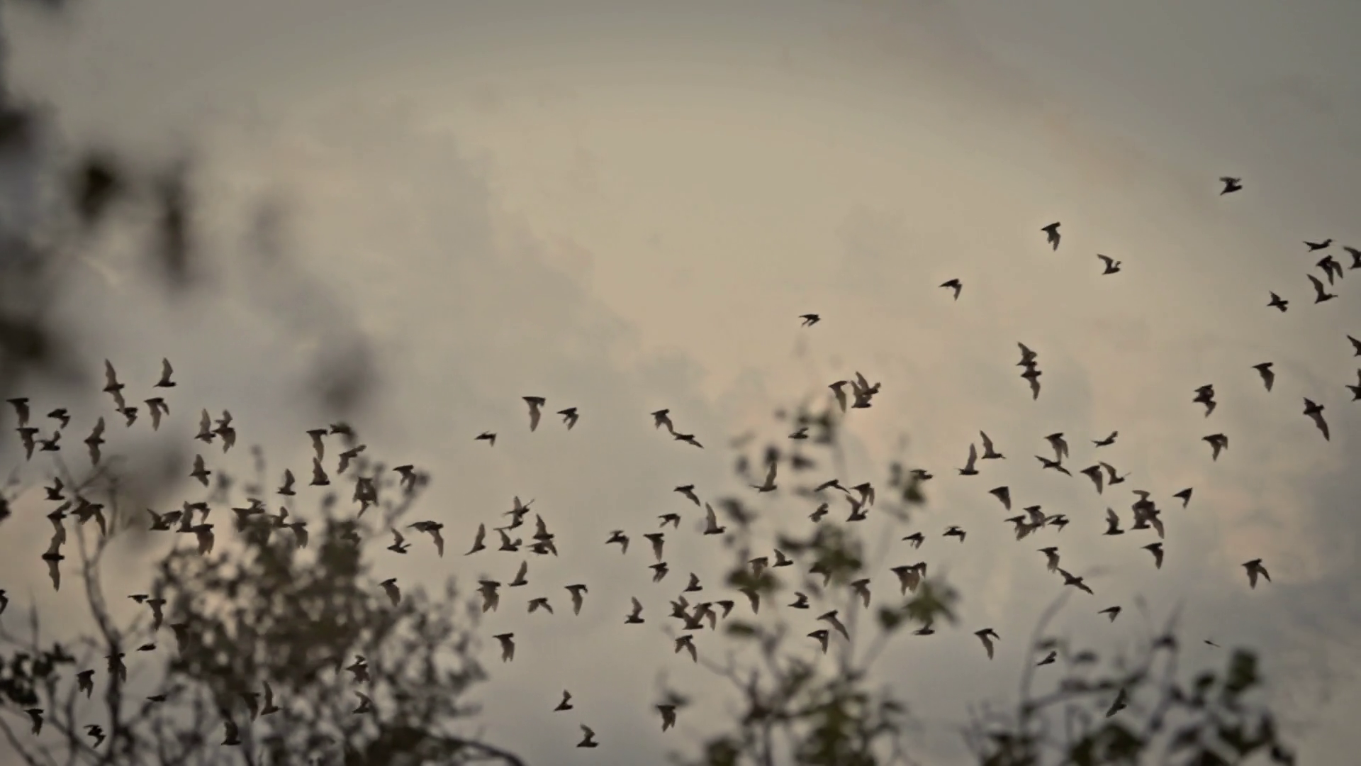 Silhouette Of Bat Colony Migration Through Stock Footage SBV-352868837 ...