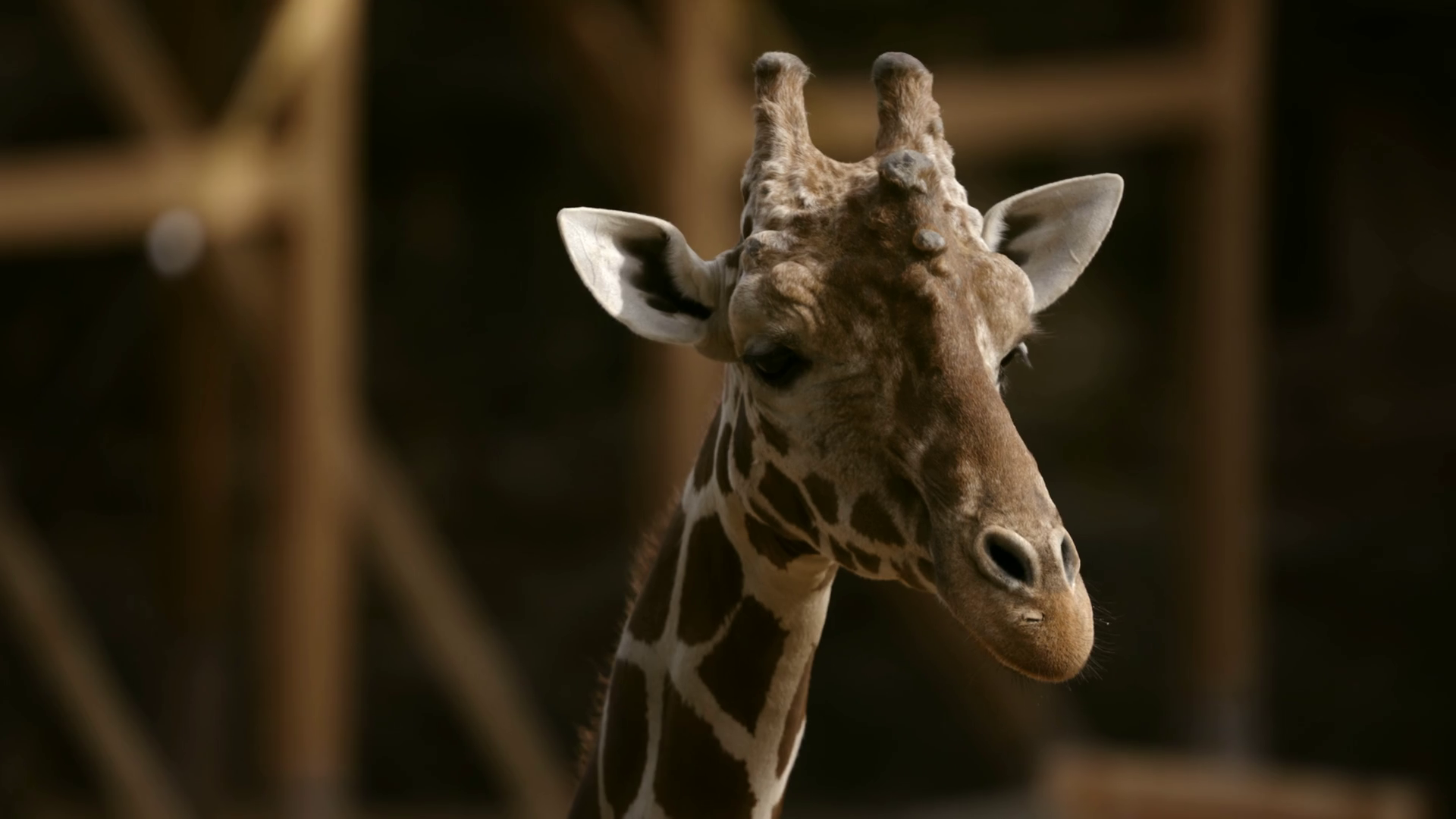 Close-up Of Giraffe At Wildlife Sanctuary Stock Footage SBV-352937958 ...