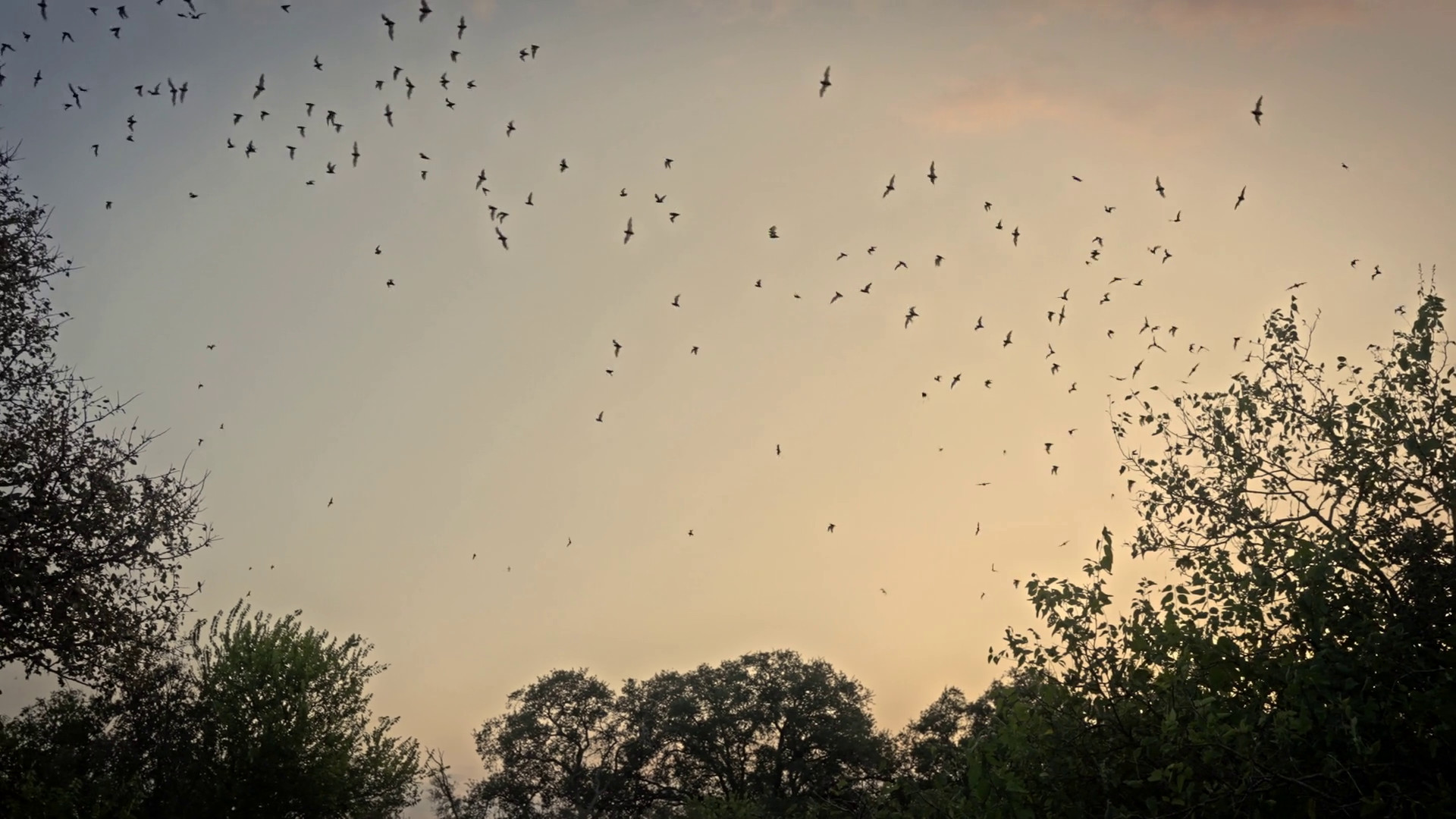 Wide Shot Of Bat Colony In Silhouettes Stock Footage SBV-352869005 ...