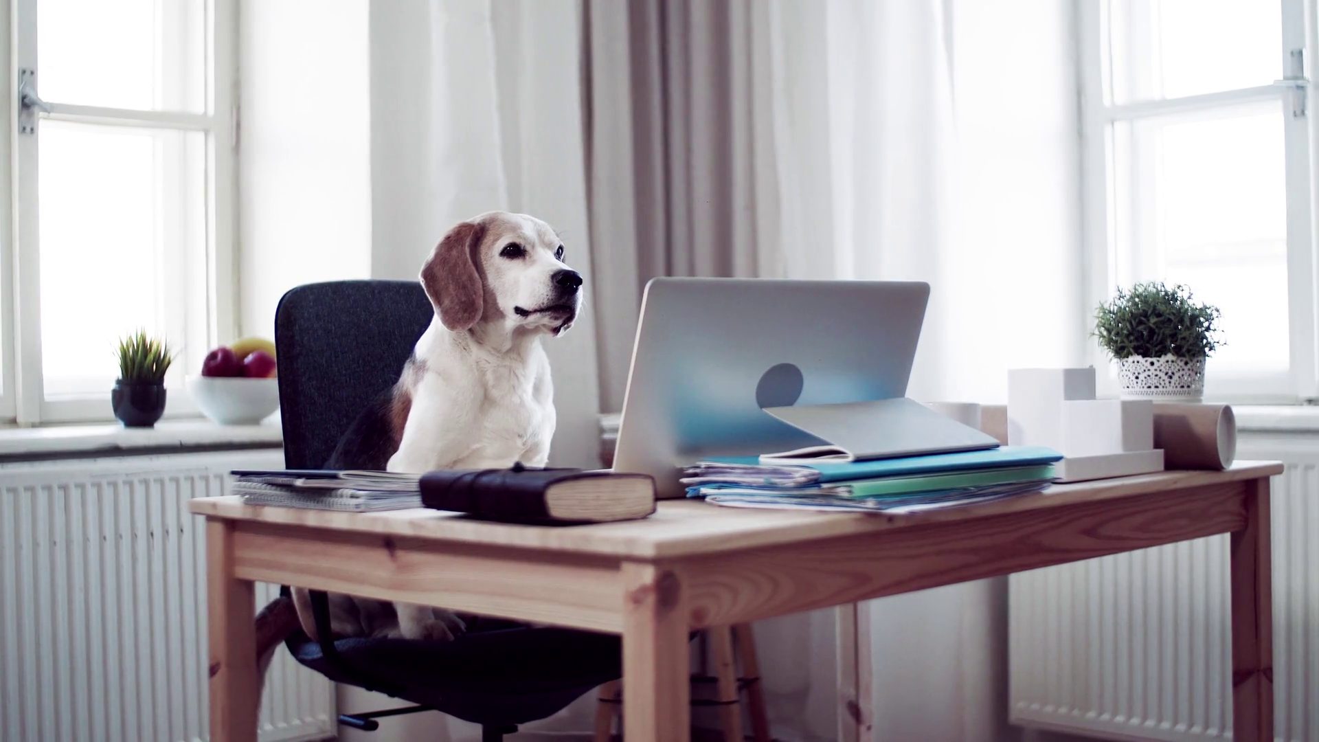 A Dog Sitting On Chair At Desk In Home Stock Footage SBV334569357