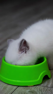 Little cat eating at home. Cute little kitten with bowl at home. Vertical video