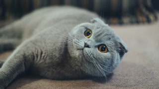 Very beautiful British cat is lying on the sofa at home. Concept of pets.