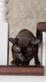 Cute cat relaxing indoors. Domestic cat on wooden stairs inside the house. Vertical video