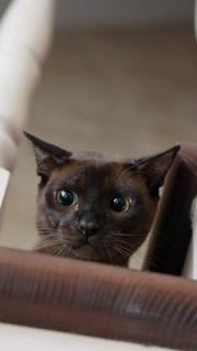 Adorable dark cat sitting on a ground and hunting toy. Cute kitty hold hunting and watching. Vertical video